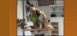 Hundesalon Ebernburg