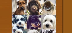 Hundesalon Bad Münster