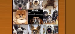 Hundesalon Ebernburg